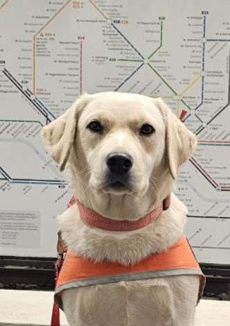 gelbe Labradorhündin mit Kenndecke vor dem Liniennetz des HVV