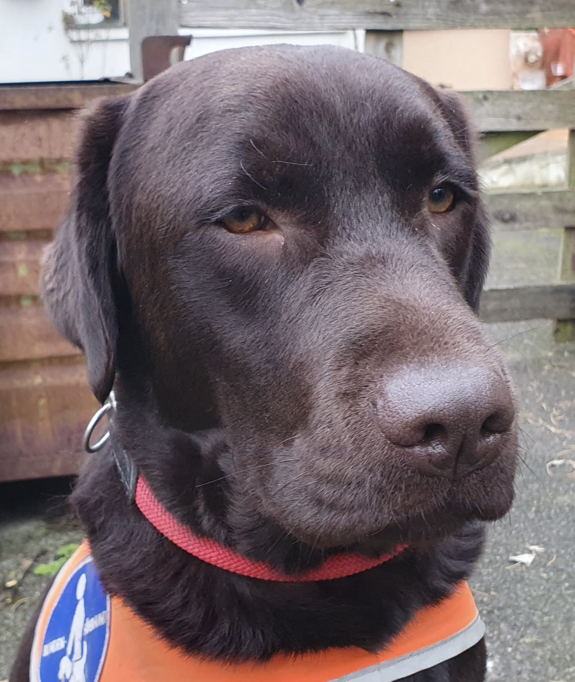 brauner Labrador Kopfbild, mit Kenndecke