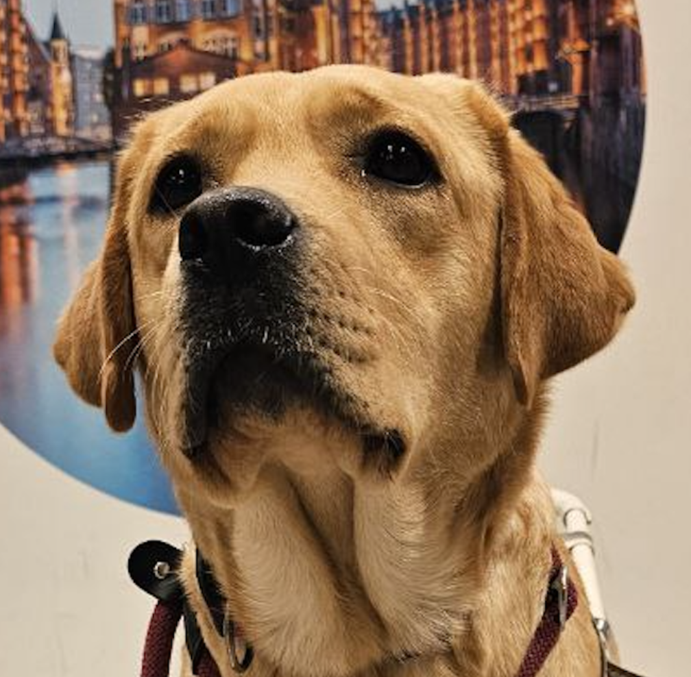 gelbe Labradorhündin Kopfbild vor Hamburgkulisse