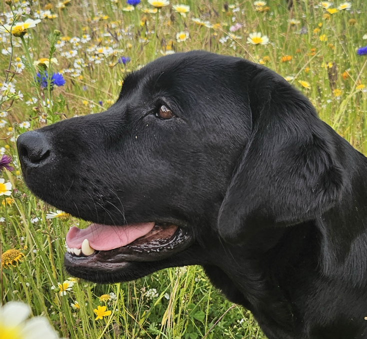 schwarze Labrador Hündin, Kopfbild, vor Blumenwiese