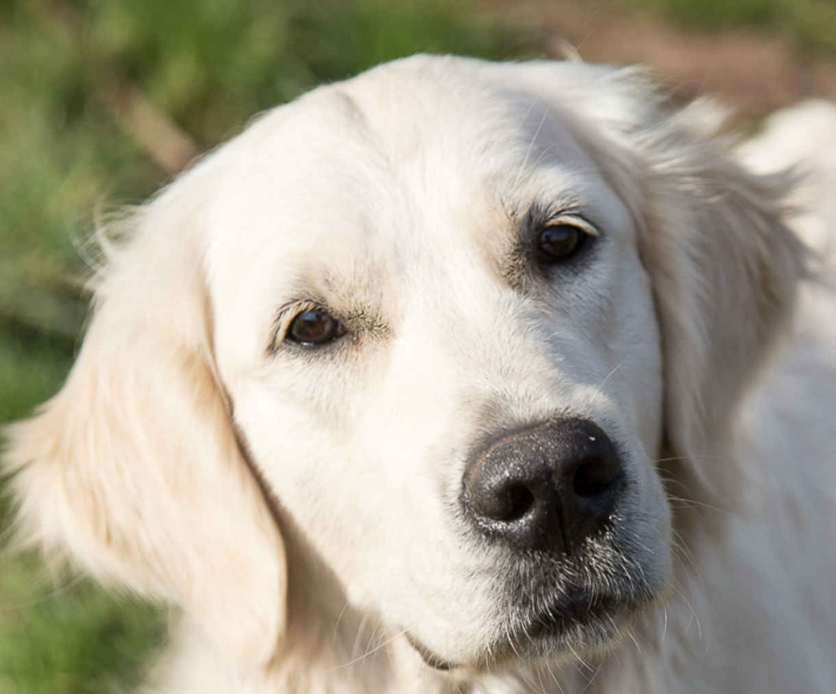 helle Golden Retriever Hündin, Kopfbild, schaut dich an