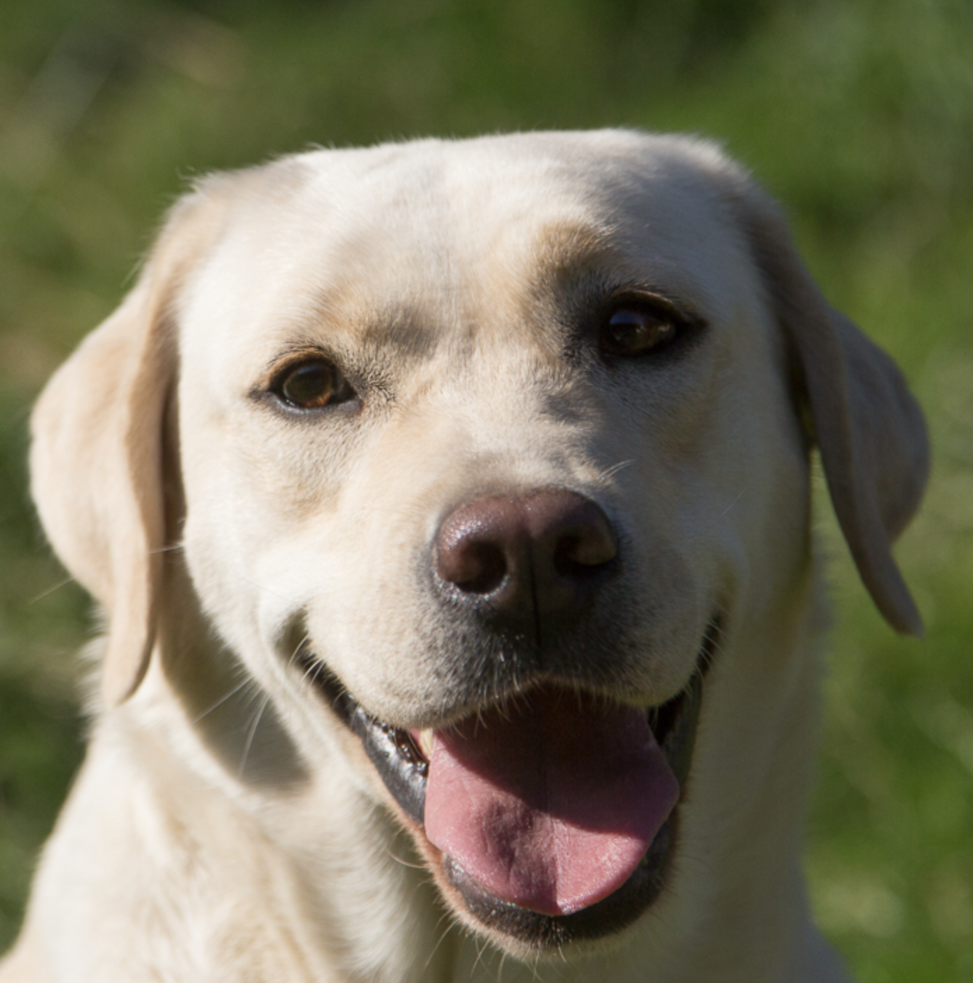 gelbe Labrador Hündin, Kopfbild