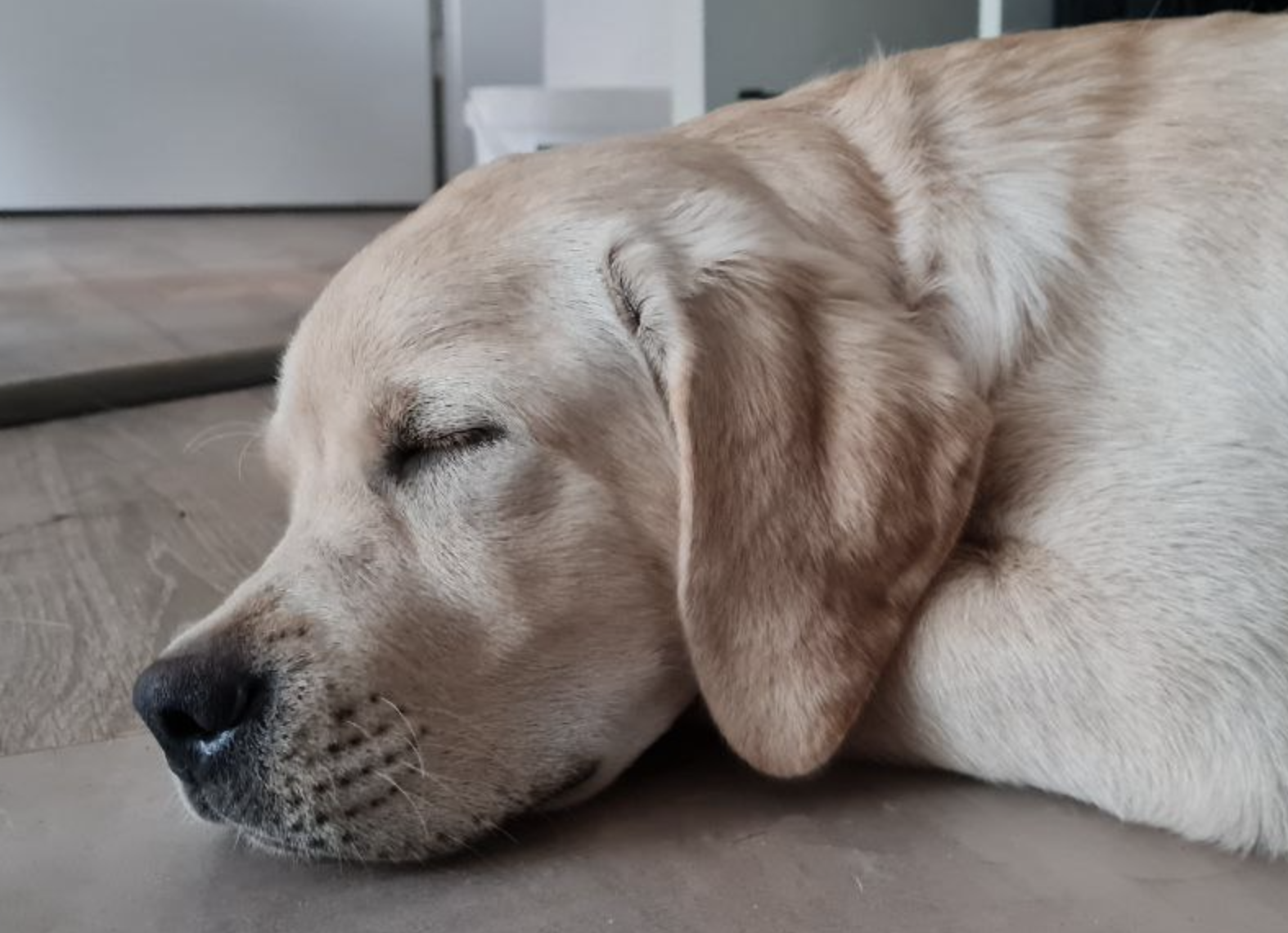 gelber Labrador Welpe, Kopfbild, liegt auf dem Boden und schläft