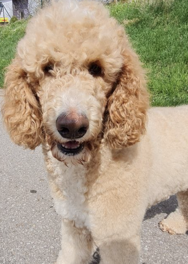 creme farbene Pudel Hündin, Büste, schaut dich an