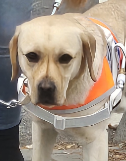 gelber Labrador im Führgeschirr