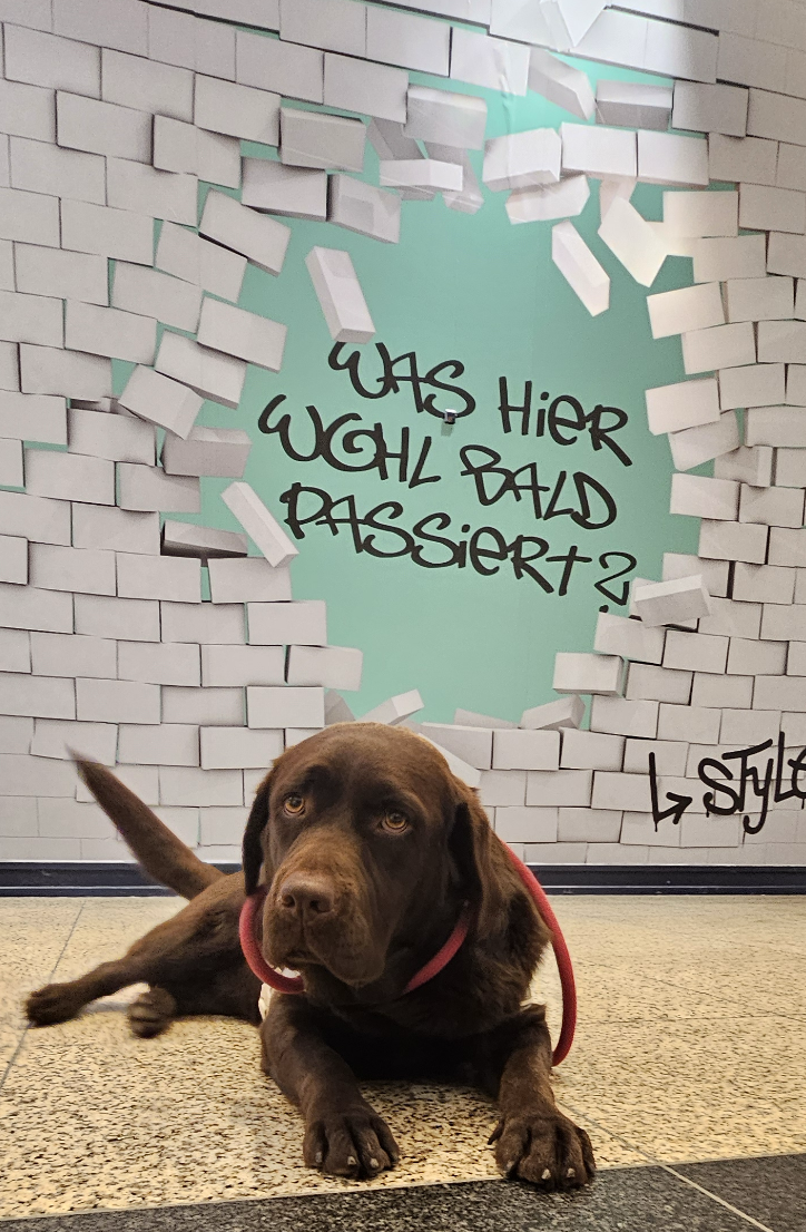 braune Labrador Hündin liegt, hinter ihr an der Wand steht 