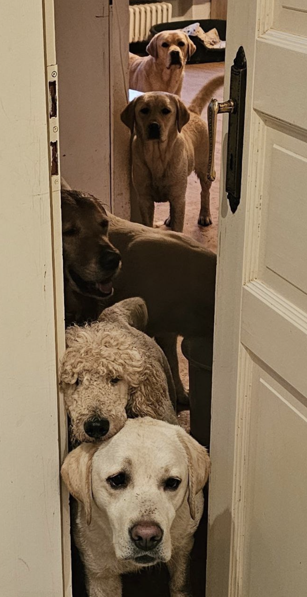 eine geöffnete Tür, durch die viele Hunde schauen