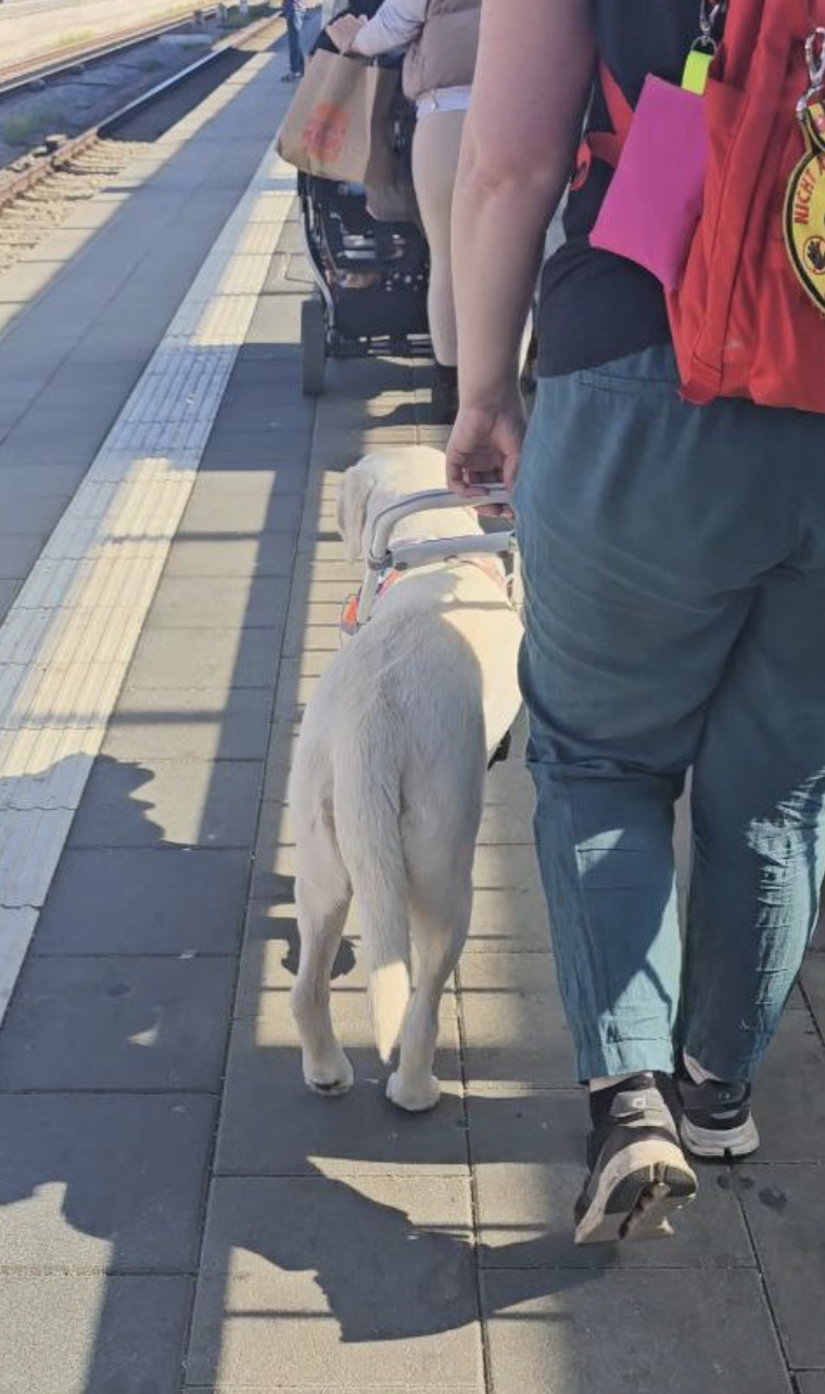 gelber Labrador im Führbügel mit Mensch, läuft am weißen Streifen am Bahngleis entlang