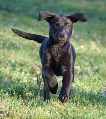 schwarzer Labrador Welpe läuft mit wehenden Ohren auf dich zu