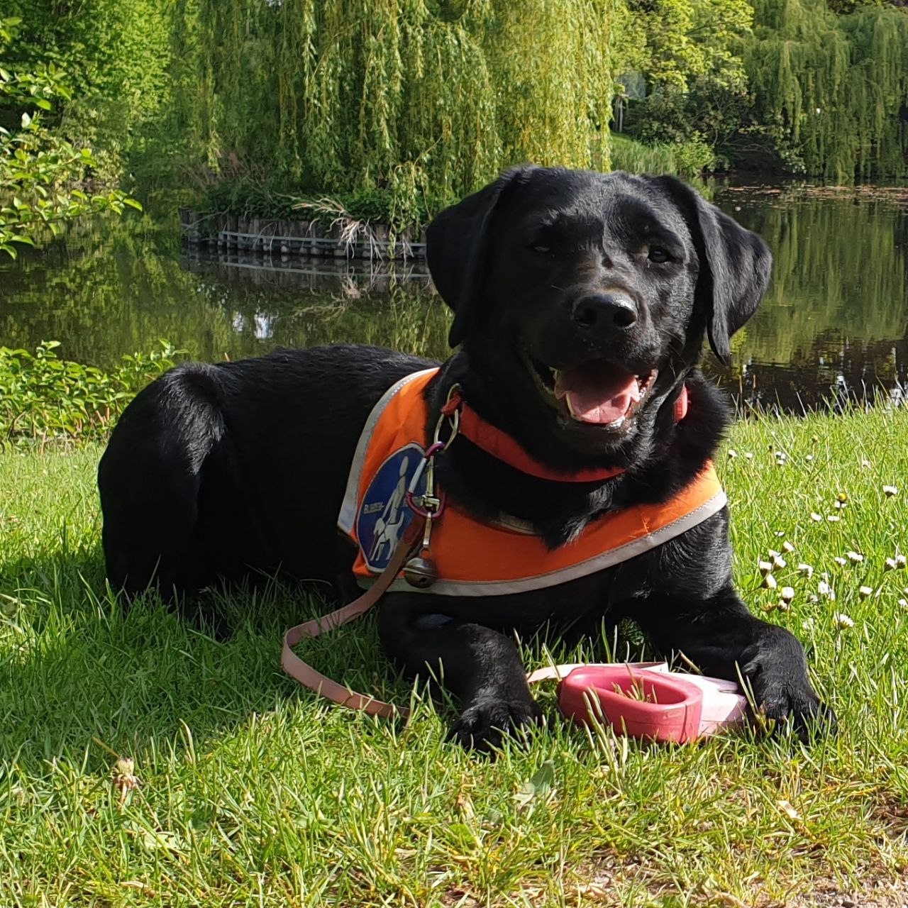 schwarze Labrador Hündin mit Kenndecke und langer Leine liegt auf einer Wiese vor einem Teich