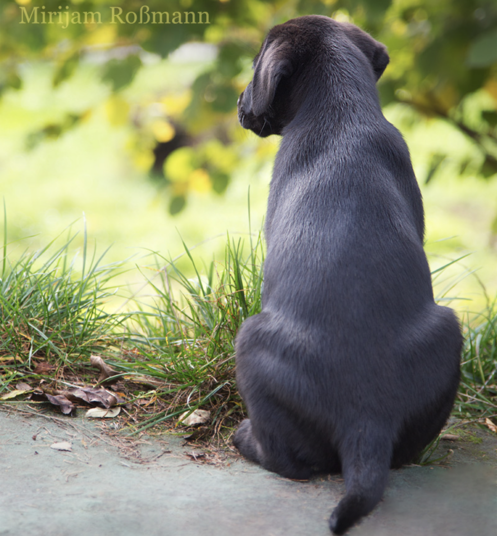 schwarzer Labrador Welpe sitzt, dreht dir den Rücken zu und schaut in die grüne Ferne