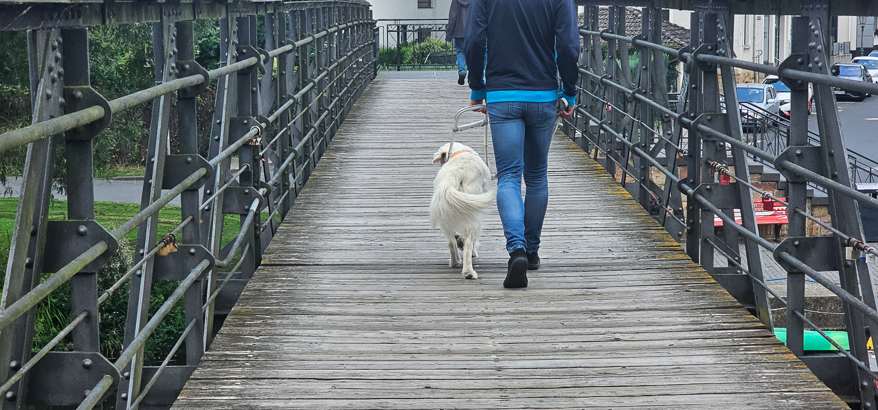 helle Golden Retrieverhündin, im Führbügel, bringt ihren Menschen über eine Holzbrücke