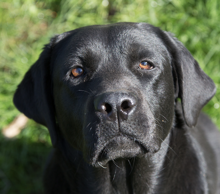 schwarze Labrador Hündin, Kopfbild