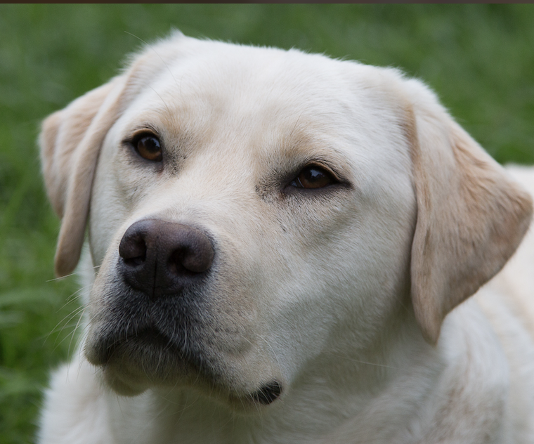 gelber Labrador, Kopfbild