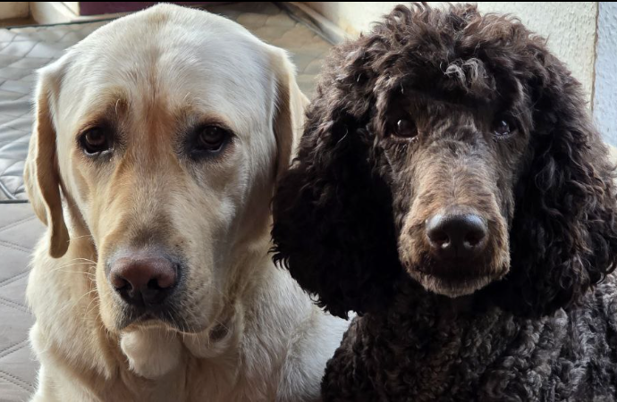 gelber Labrador und brauner Pudel liegen nebeneinander, Kopfbild