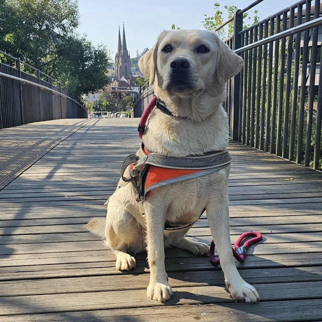 gelbe Labrador Hündin im Führbügel auf einer Brücke