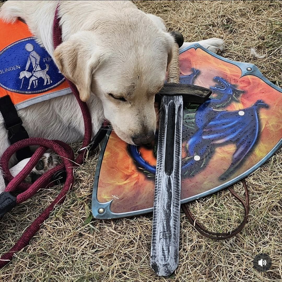 gelber Labrador mit Kenndecke, schläft auf einem Kinderholzschild und Holzschwert