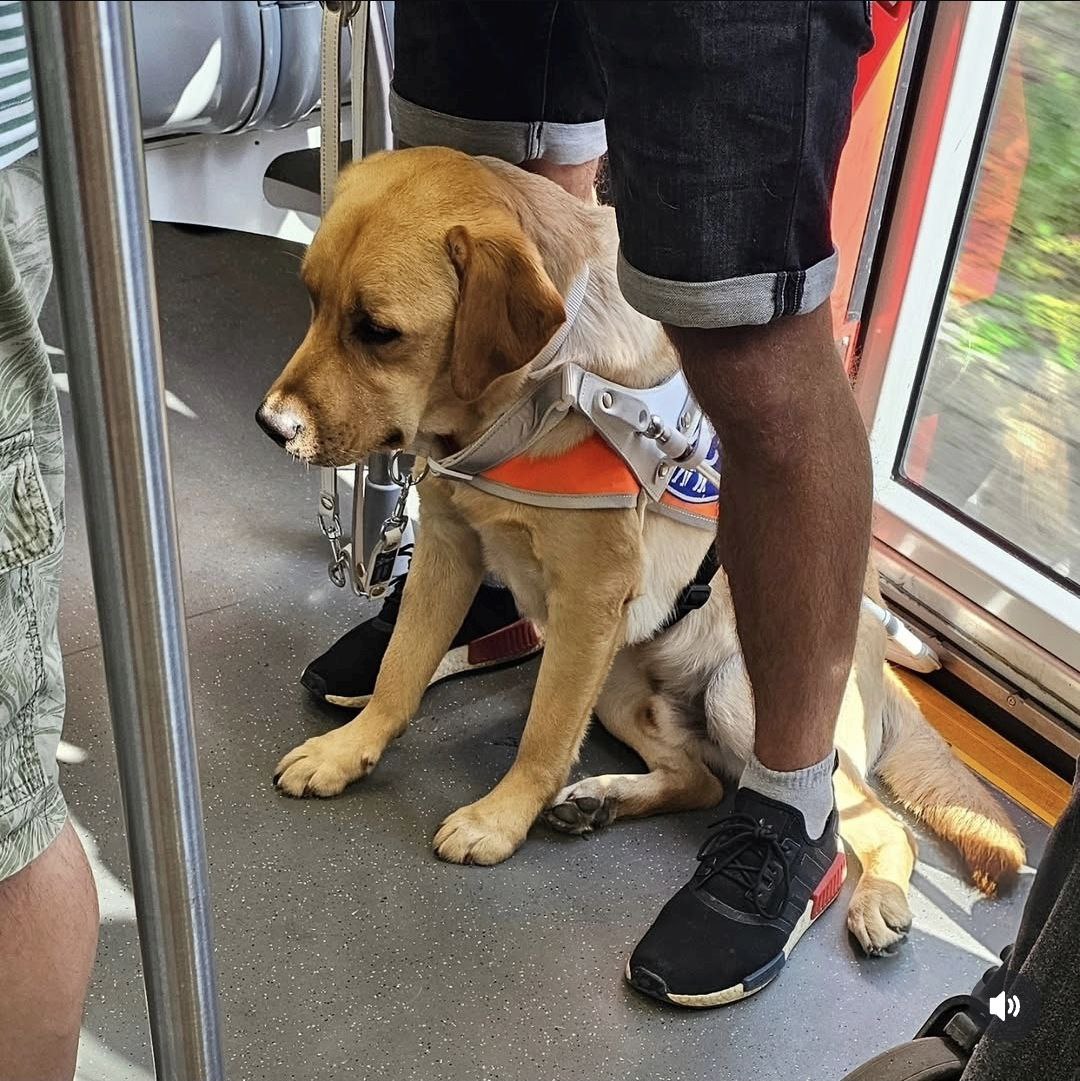 gelber Labrador, im Führbügel, stitzt in der Bahn zwischen den Beinen seines Menschen
