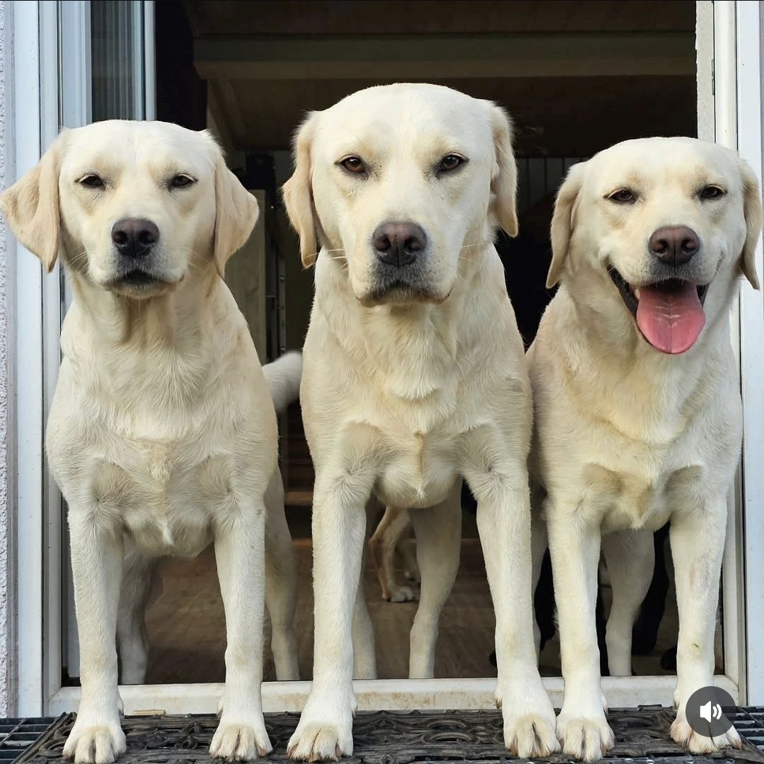 drei gelbe Labradore nebeneinander in einer geöffneten Tür