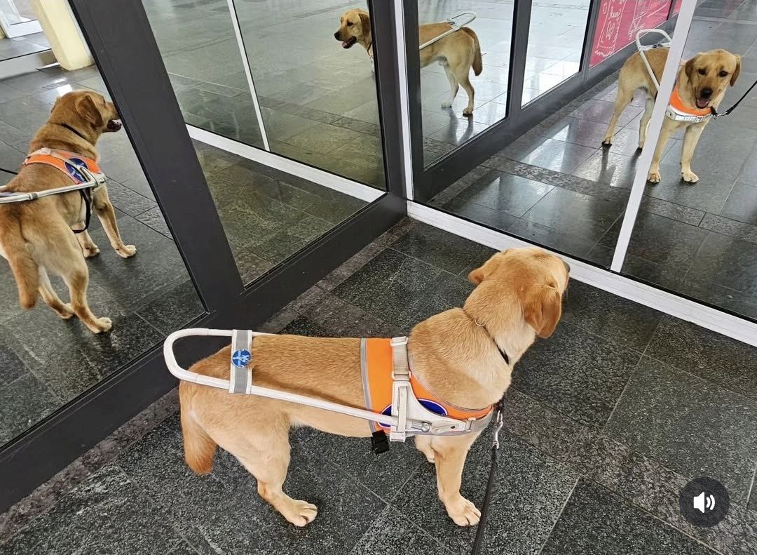 gelber Labrador steht und ist durch 3 Spiegel 4 mal zu sehen