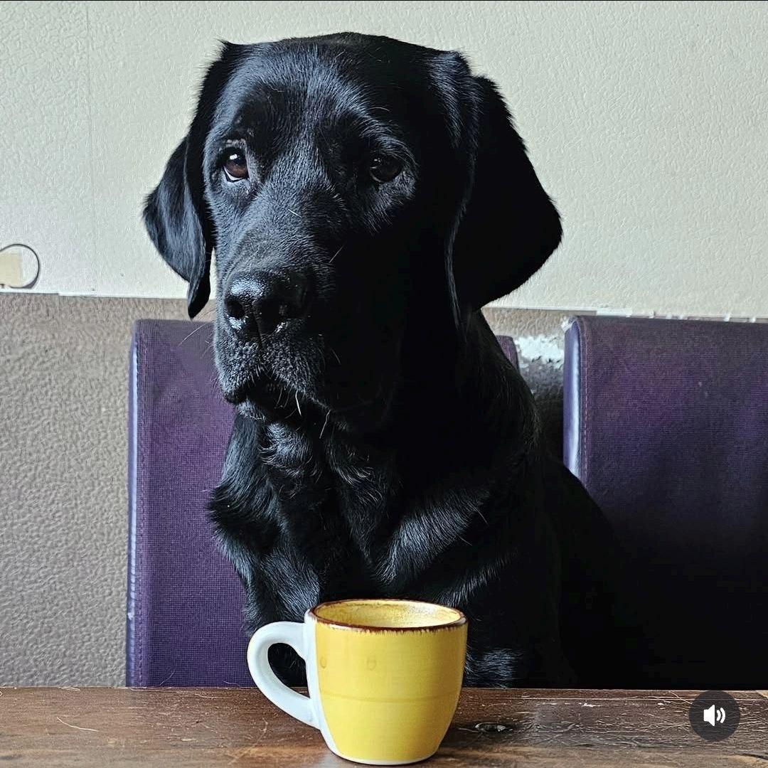 schwarzer Labrador sitzt auf einem Stuhl am Tisch mit gelber Tasse vor sich