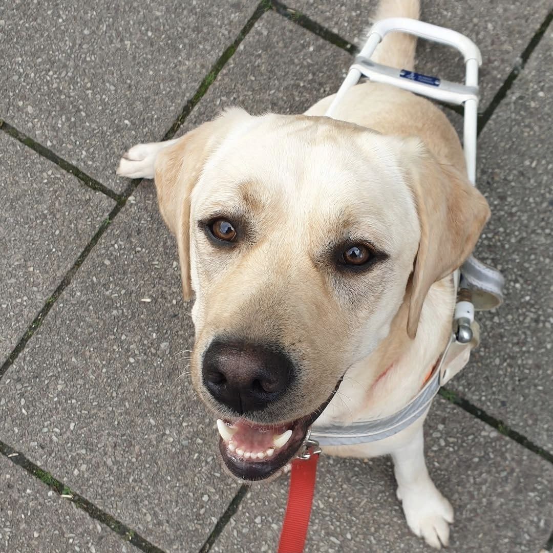 gelbe Labrador Hündin, im Führgeschirr, sitzt und schaut nach oben zu dir