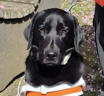 Schwarzer Labrador Rüde, Kopfbild, im Führgeschirr